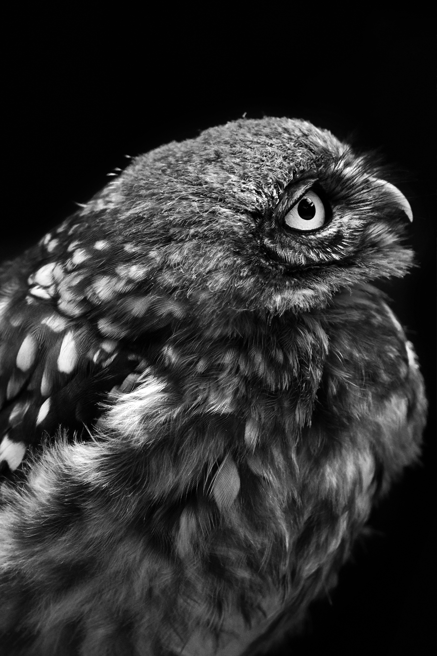 Bird of prey: Nature fine art photography | Noční vidění ptáka: Dravý pták – Vojmír Blažek