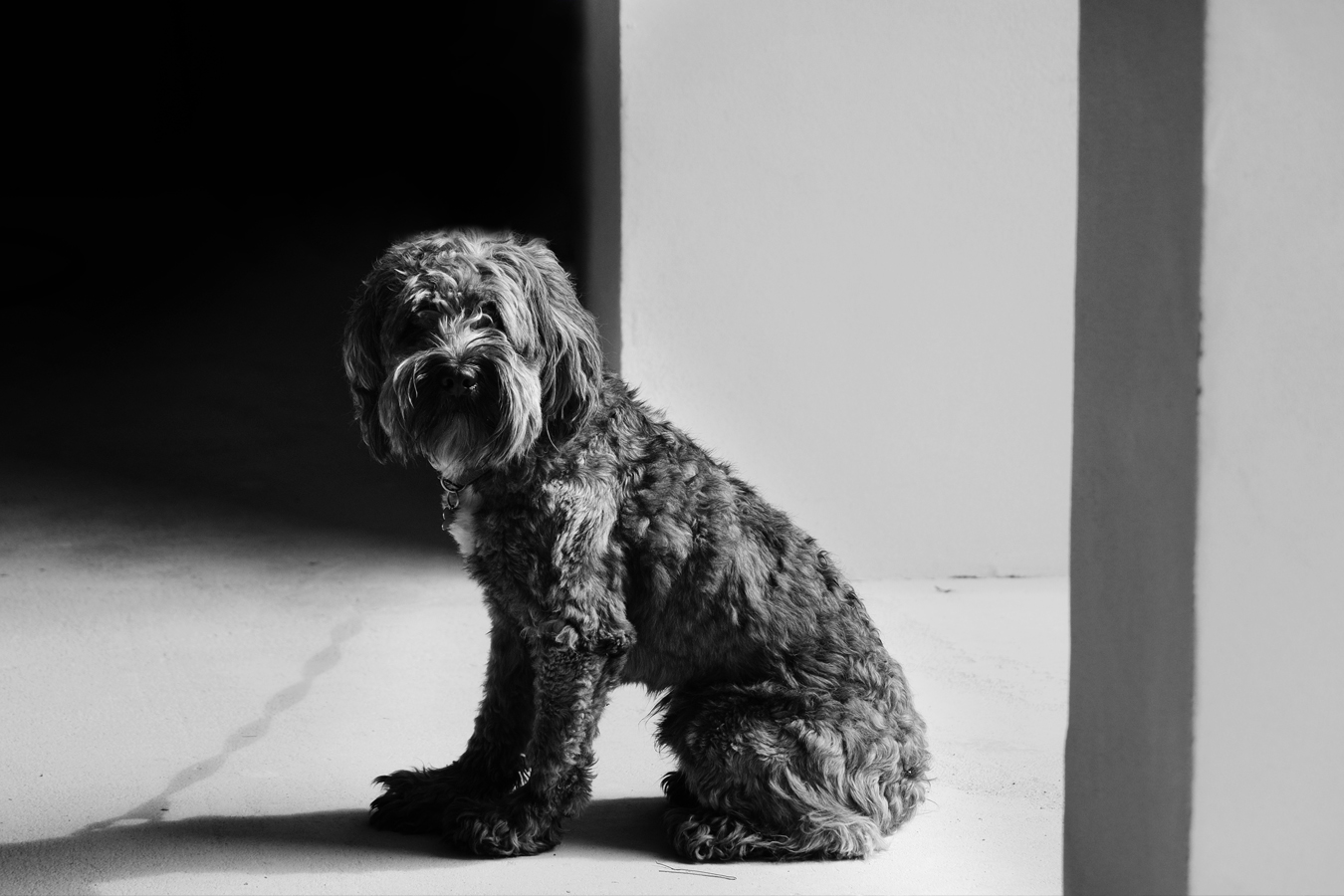 Dog portrait B&W: Animal fine art photography | Portrét psa, černobílá umělecká fotografie – Vojmír Blažek