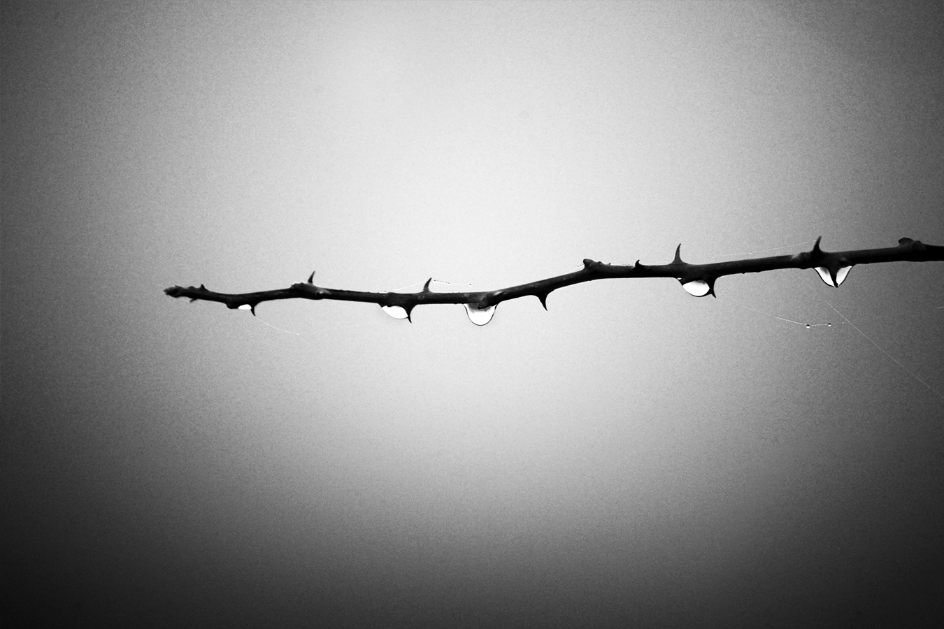 Dew drops mist: Macro nature photography | Slzy mlhy: Detail rosy, makro fotografie – Vojmír Blažek