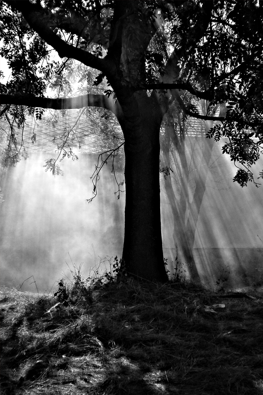 Solitary tree sunlight: Ethereal landscape photography | Osamělý strom v protisvětle – Vojmír Blažek